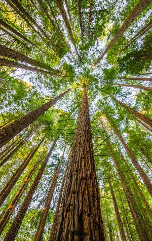 Foto de um arvoredo visto por baixo