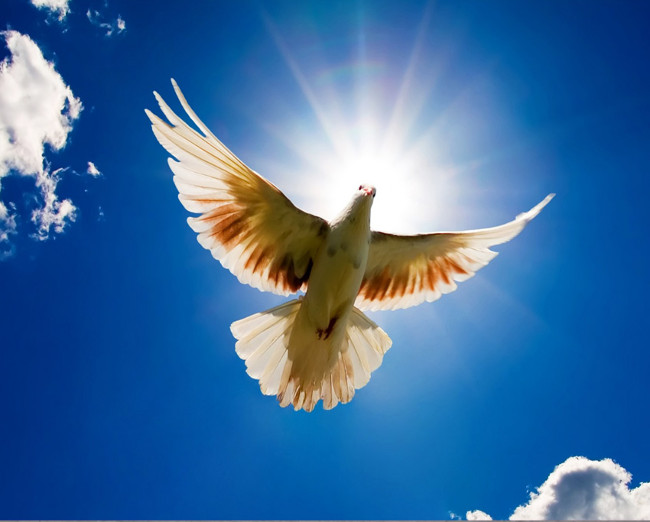 Foto de pomba branca tendo por fundo um céu azul