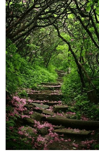 Foto de caminho ascendente com pétalas de flores e margeado por folhagem exuberante