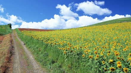 Fotografia mostrando um caminho de terra, ladeado à direita por extensa plantação de girassóis.