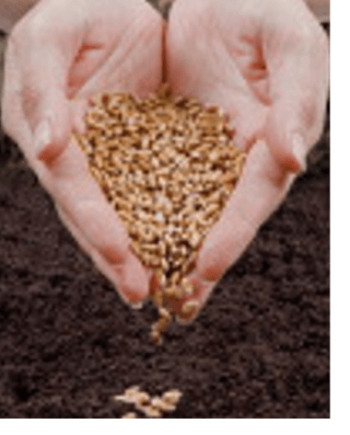 Mãos depositando sementes na terra