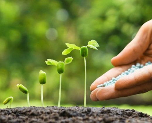 Foto de mão em ato de semeadura, ao lado de plantas em broto.