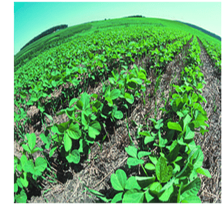 Foto de uma plantação