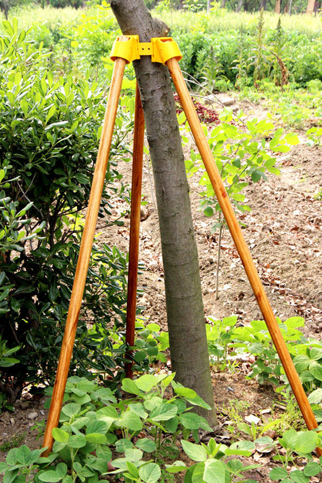 Foto de suporte de  broto de árvore