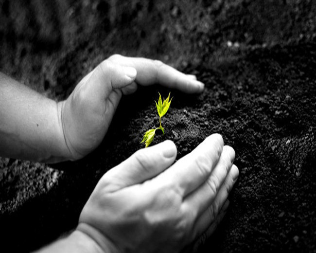 Fotomontagem de planta germinando em terra escura